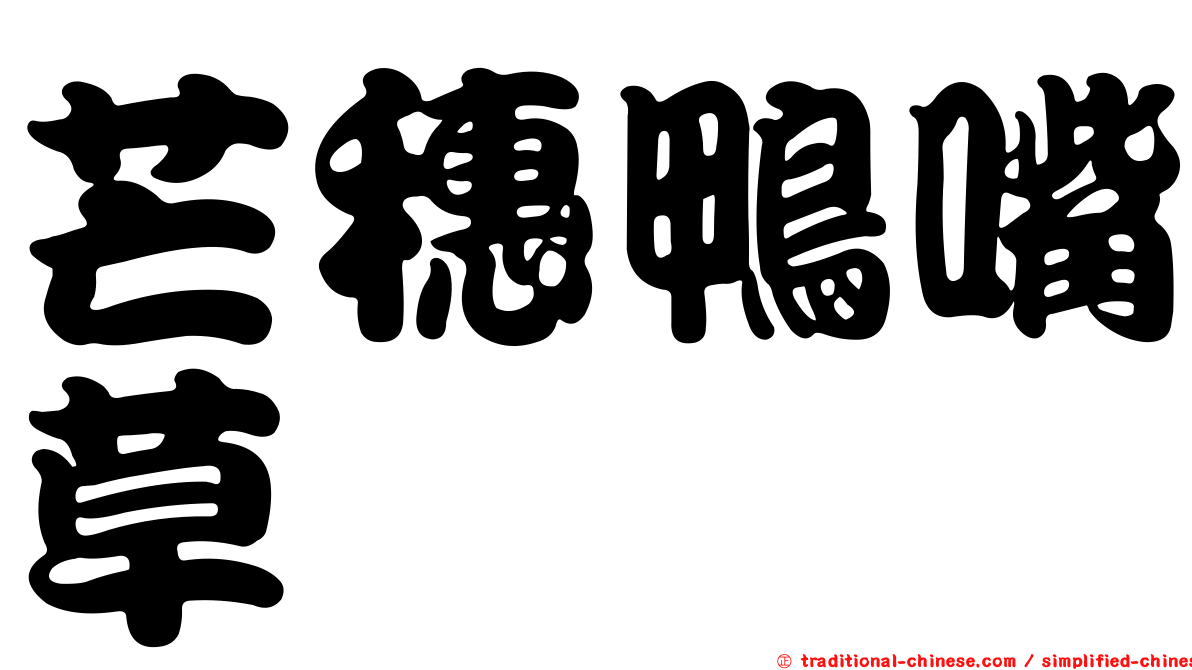 芒穗鴨嘴草