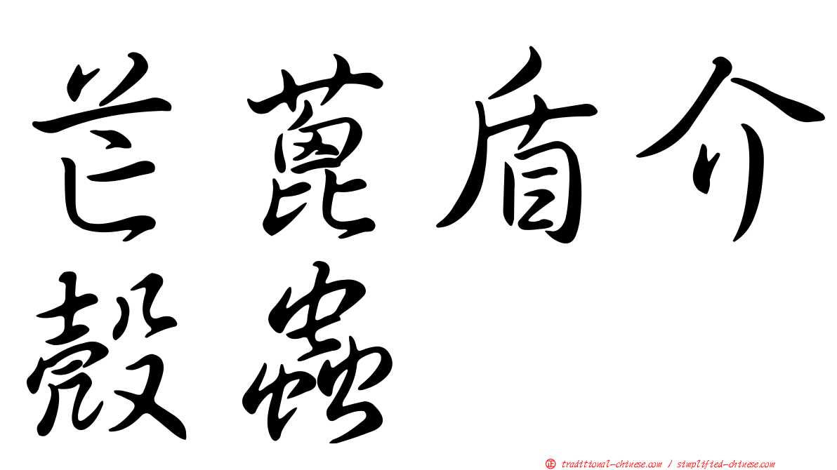 芒蓖盾介殼蟲