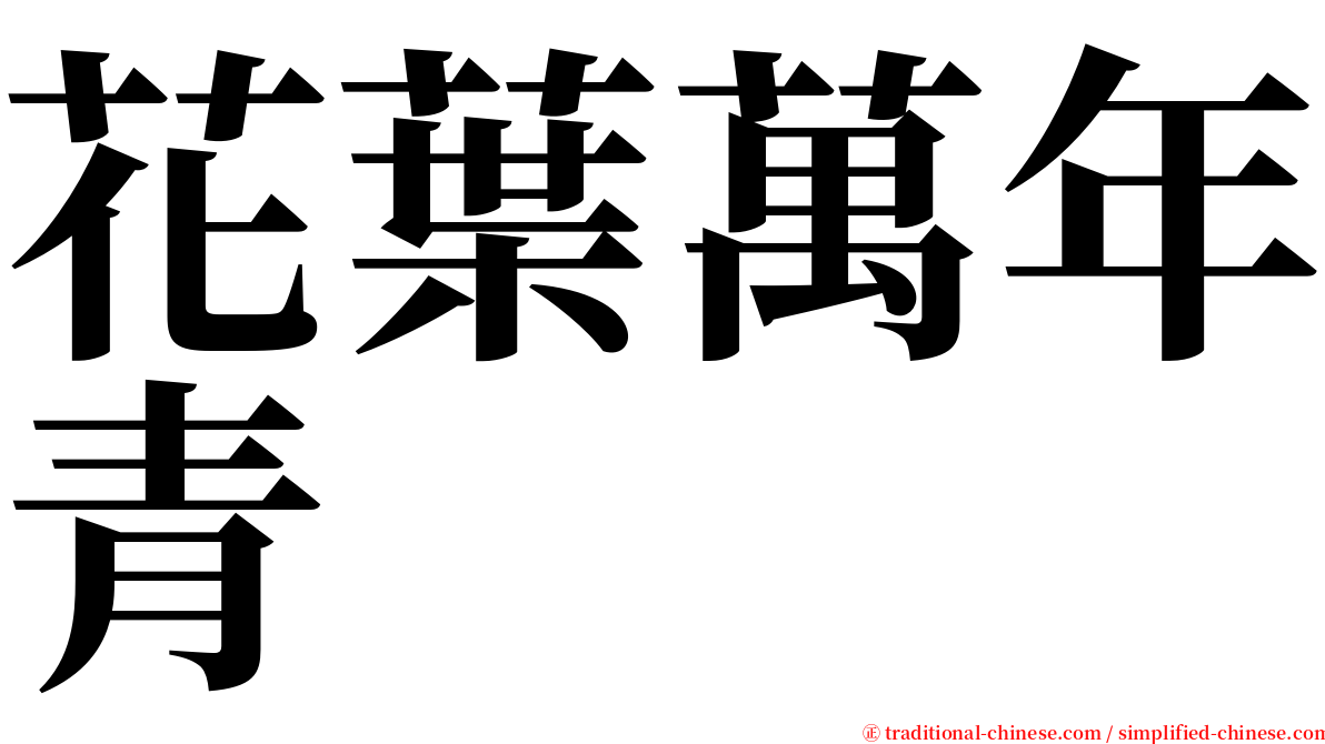 花葉萬年青 serif font