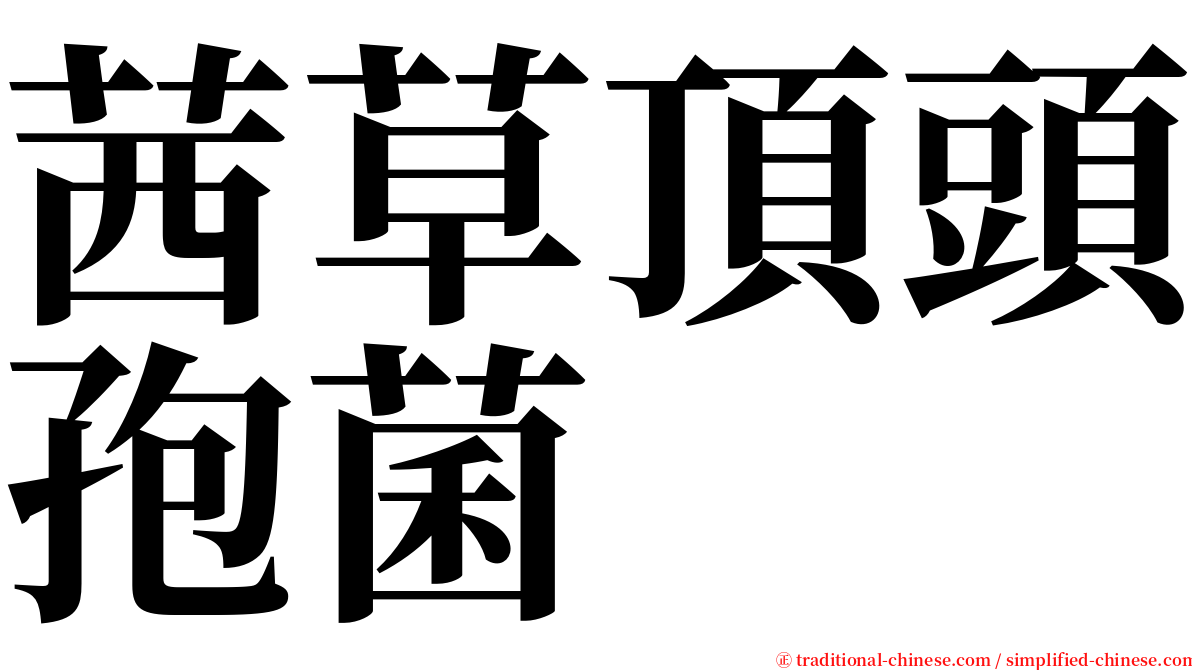 茜草頂頭孢菌 serif font