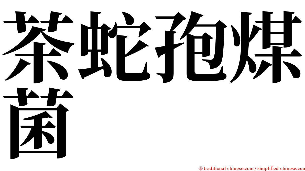 茶蛇孢煤菌 serif font