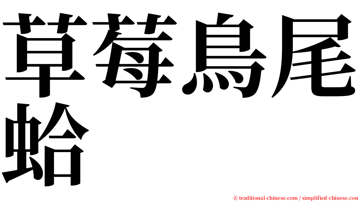 草莓鳥尾蛤 serif font