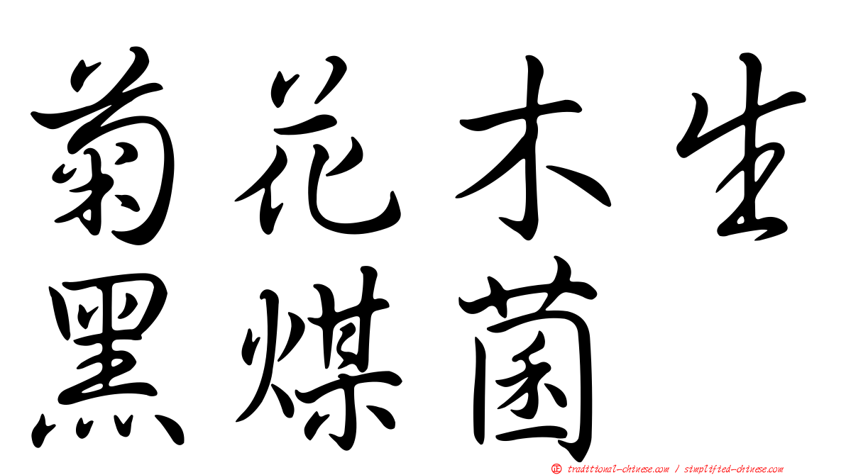 菊花木生黑煤菌
