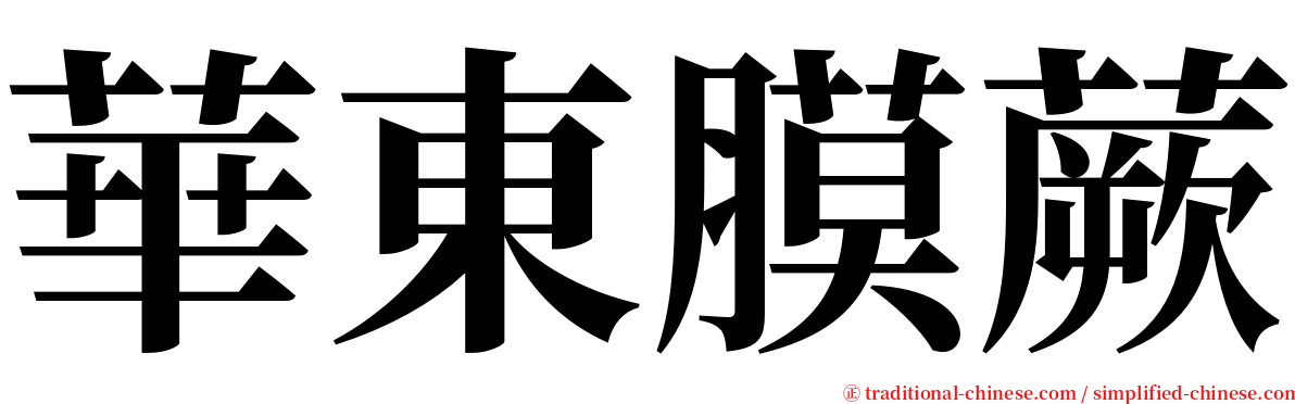 華東膜蕨 serif font