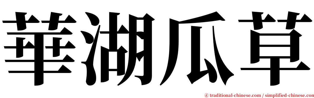華湖瓜草 serif font