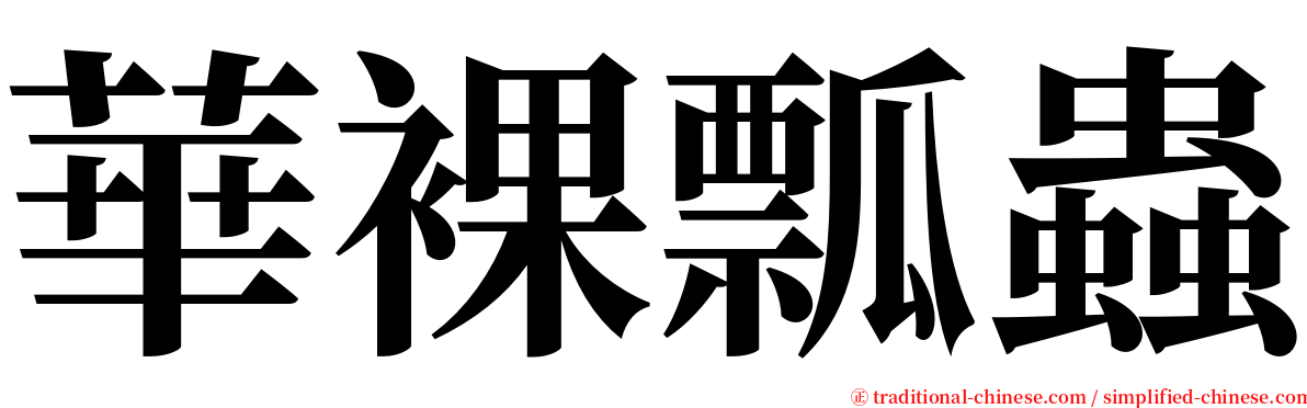 華裸瓢蟲 serif font