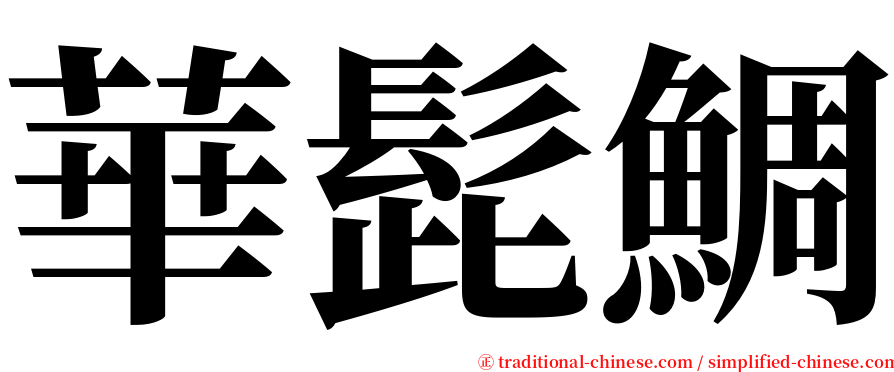 華髭鯛 serif font
