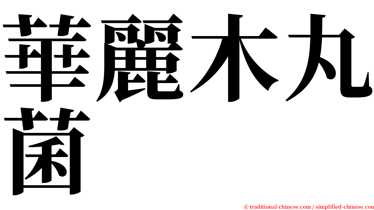 華麗木丸菌 serif font