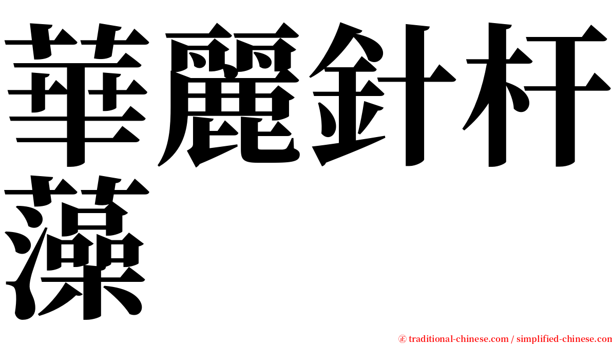 華麗針杆藻 serif font