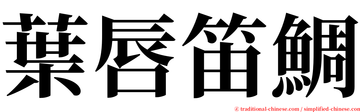 葉唇笛鯛 serif font