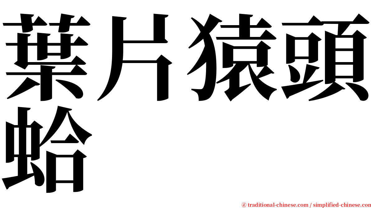 葉片猿頭蛤 serif font