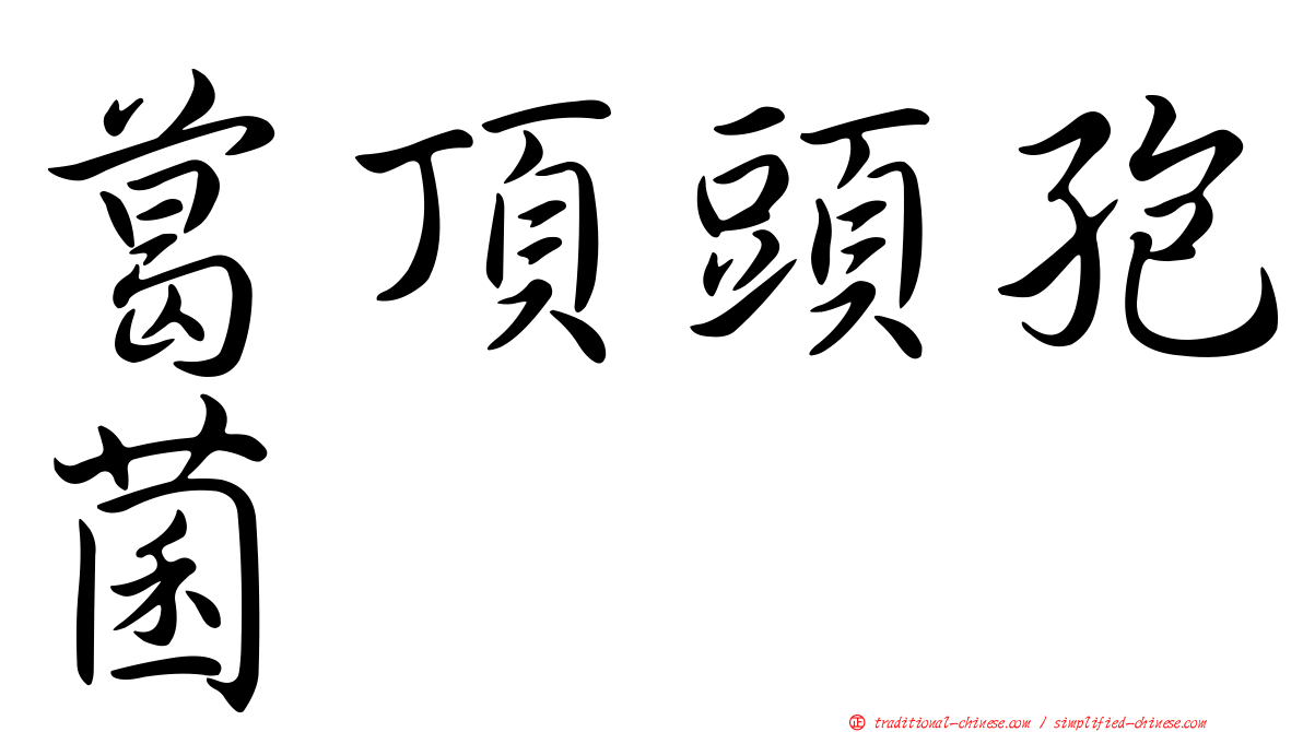 葛頂頭孢菌