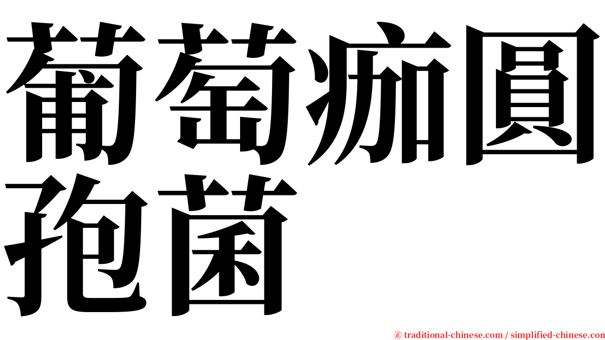 葡萄痂圓孢菌 serif font