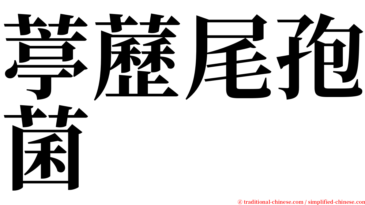 葶藶尾孢菌 serif font