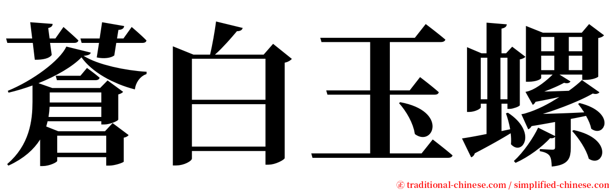 蒼白玉螺 serif font