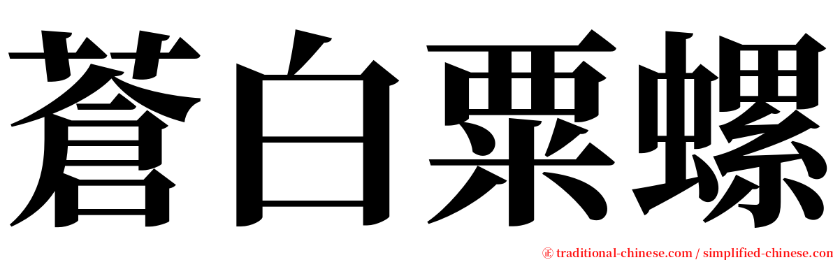 蒼白粟螺 serif font