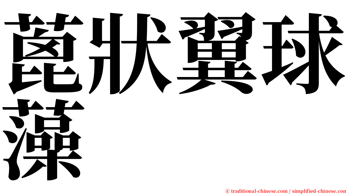 蓖狀翼球藻 serif font