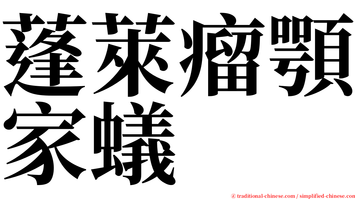 蓬萊瘤顎家蟻 serif font