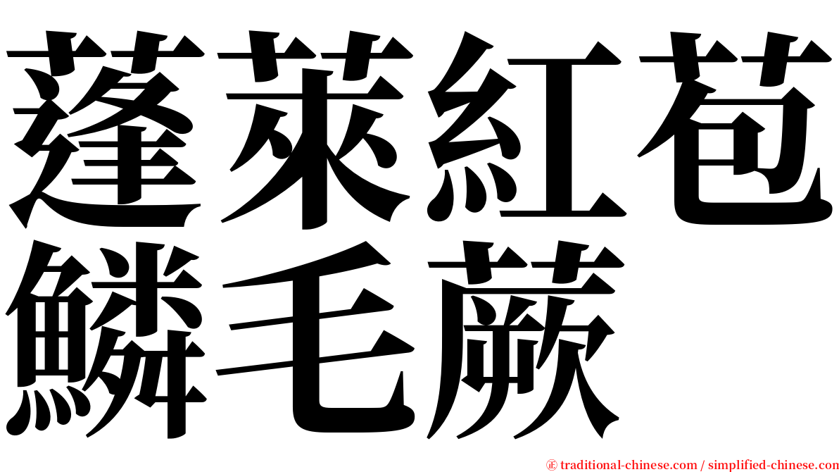 蓬萊紅苞鱗毛蕨 serif font