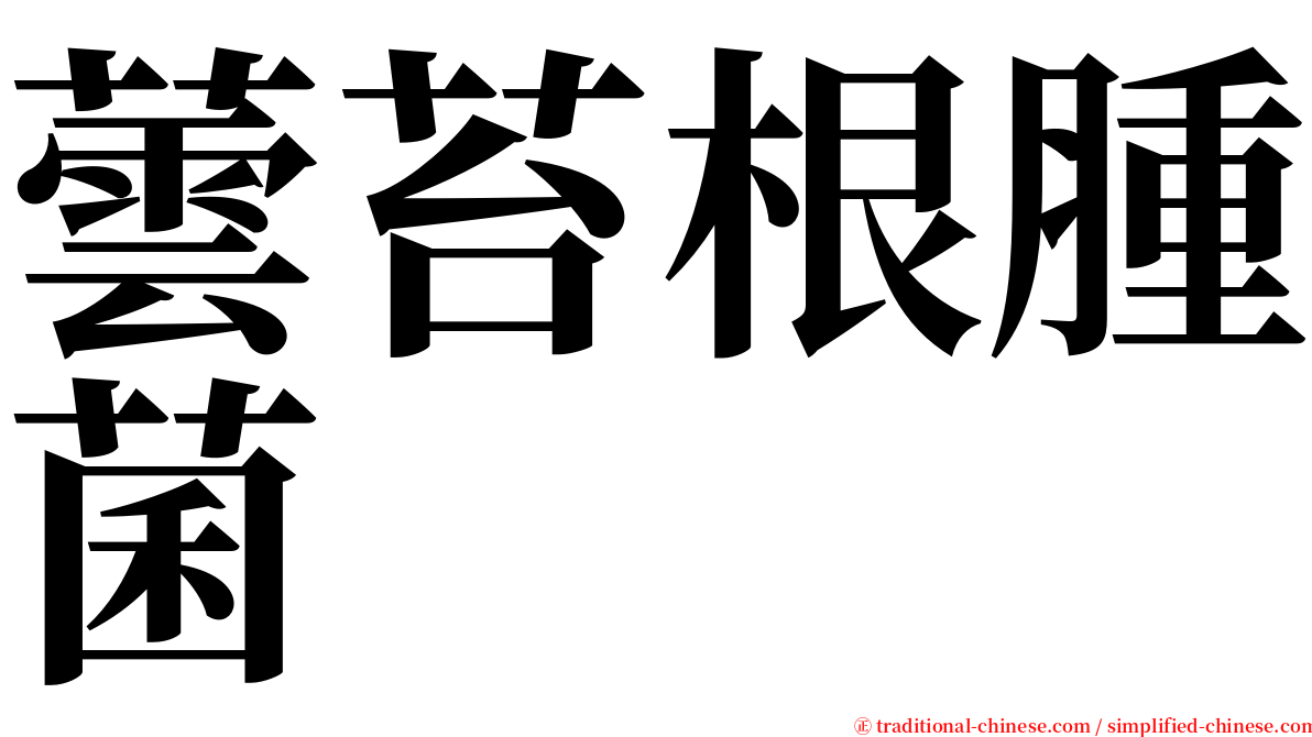 蕓苔根腫菌 serif font