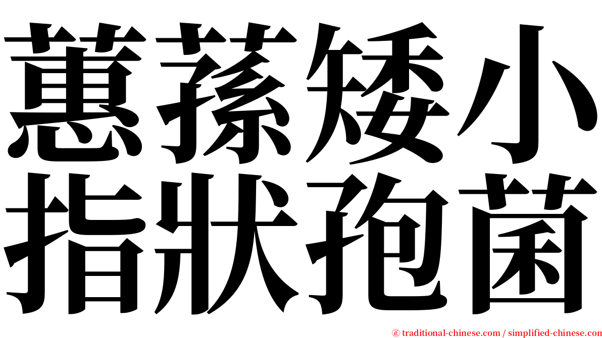 蕙蓀矮小指狀孢菌 serif font