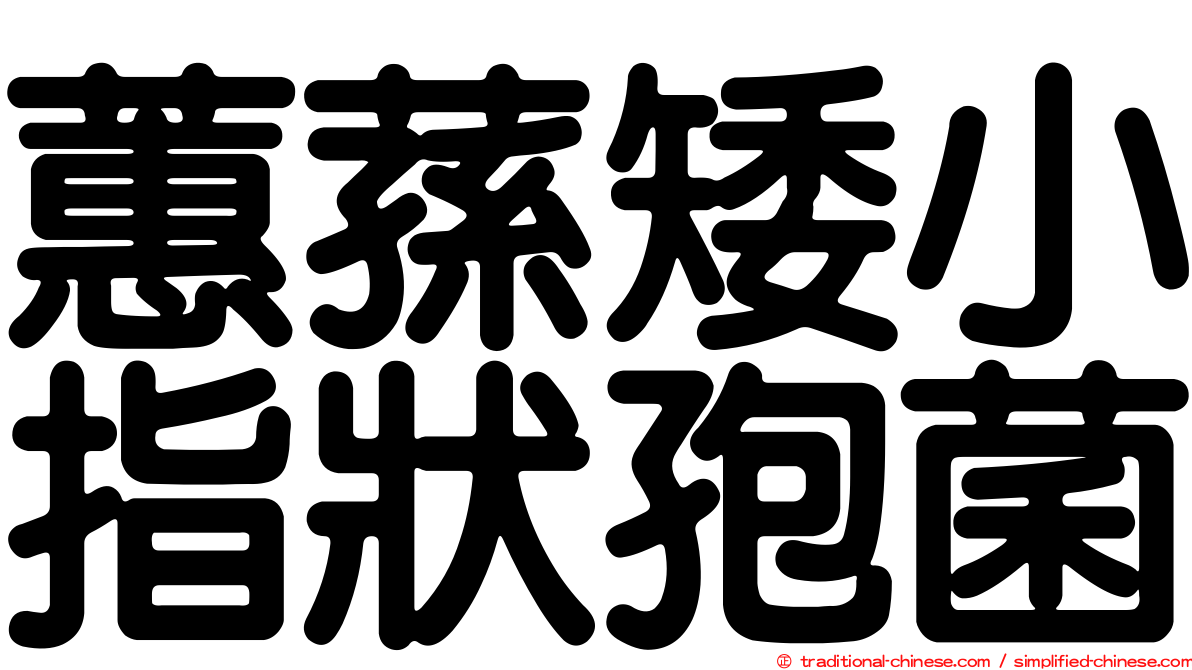 蕙蓀矮小指狀孢菌