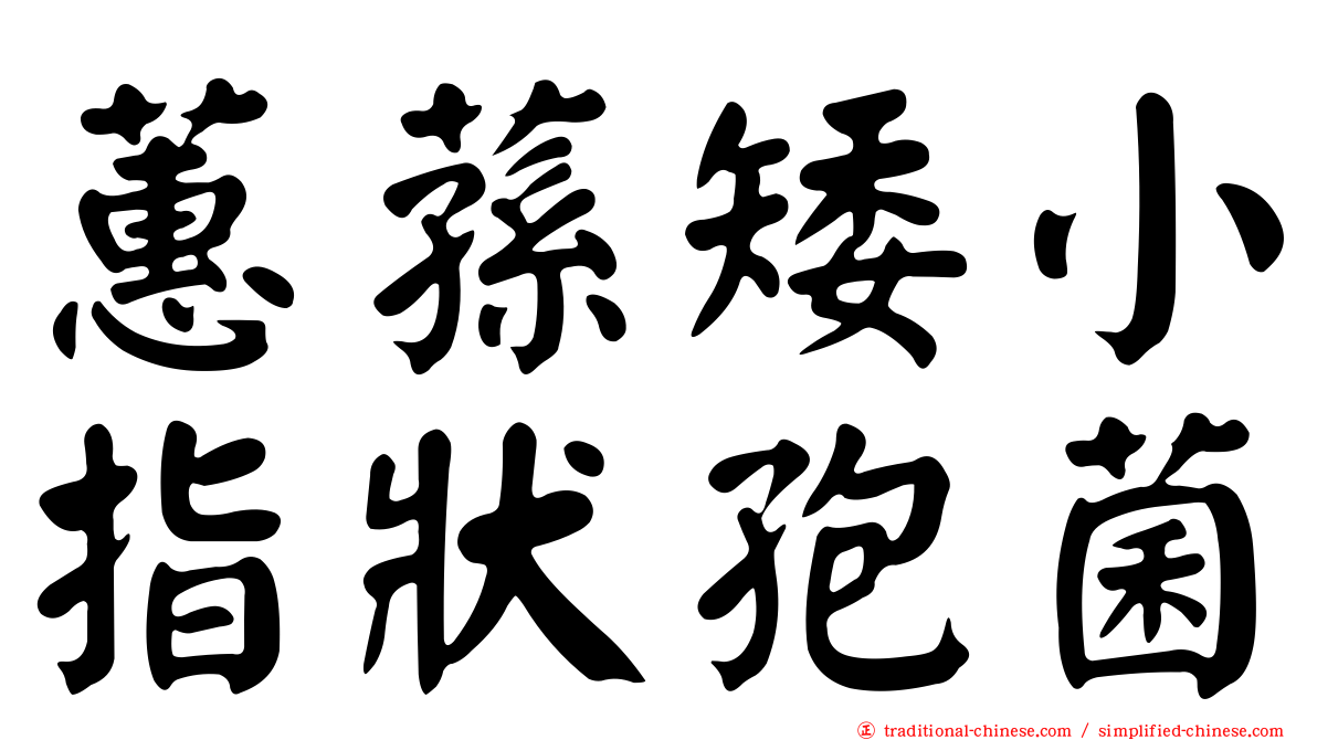 蕙蓀矮小指狀孢菌
