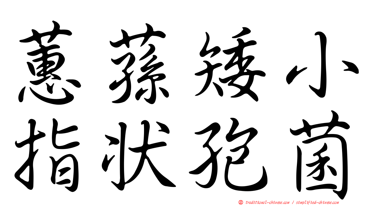 蕙蓀矮小指狀孢菌