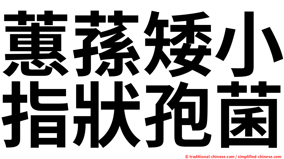 蕙蓀矮小指狀孢菌