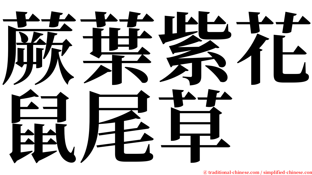 蕨葉紫花鼠尾草 serif font