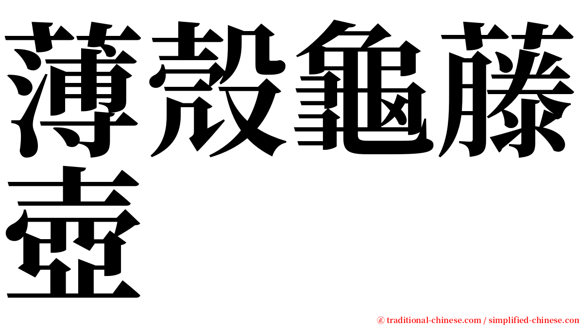 薄殼龜藤壺 serif font