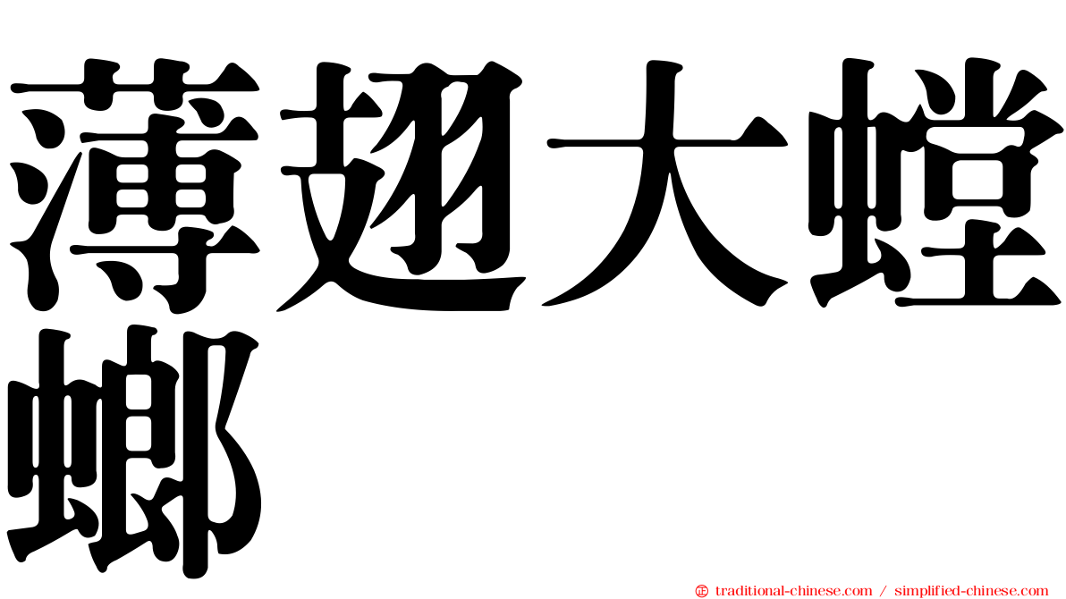 薄翅大螳螂