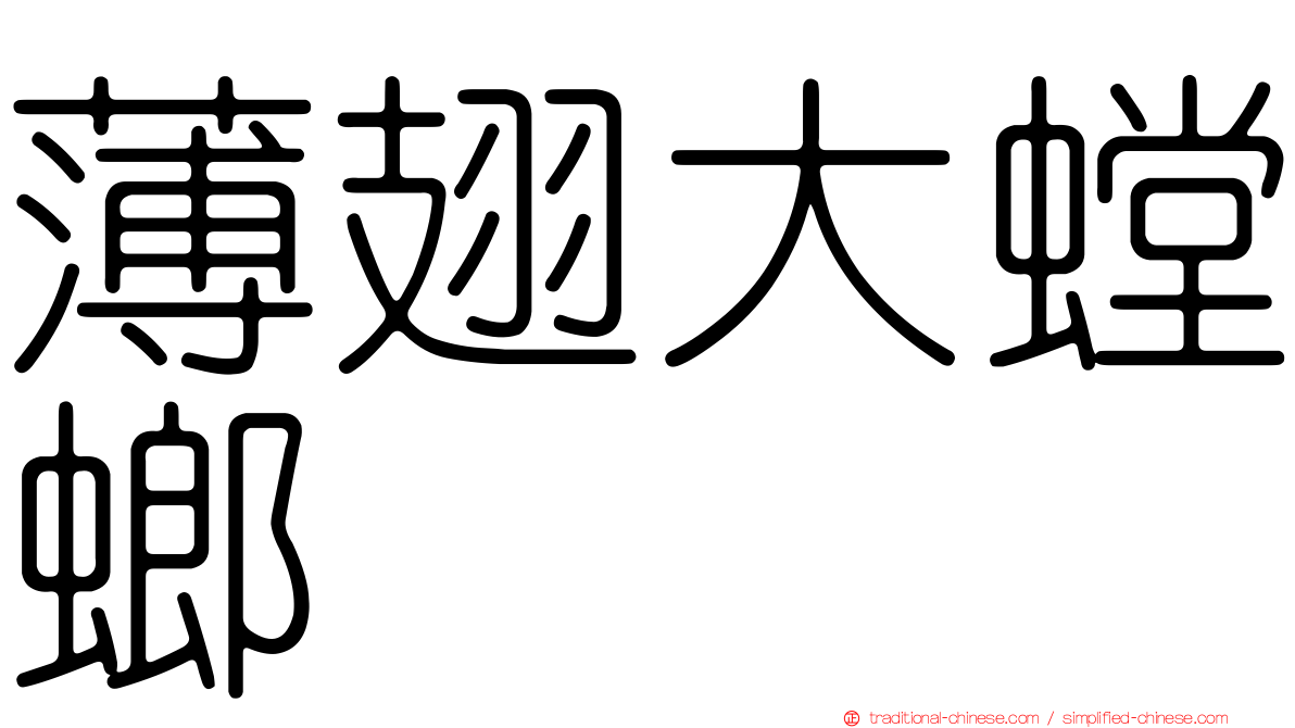 薄翅大螳螂