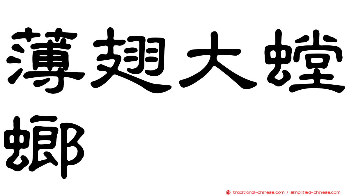 薄翅大螳螂