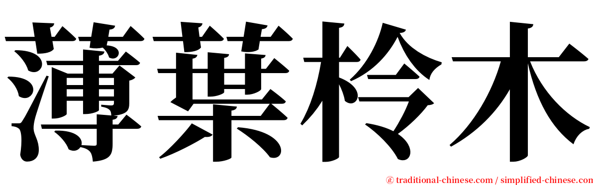 薄葉柃木 serif font