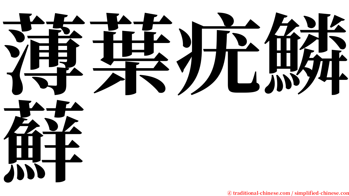 薄葉疣鱗蘚 serif font