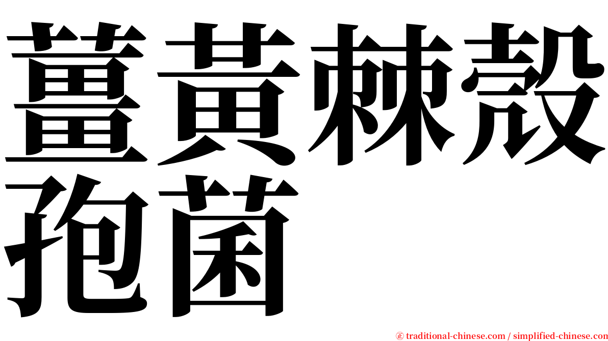 薑黃棘殼孢菌 serif font