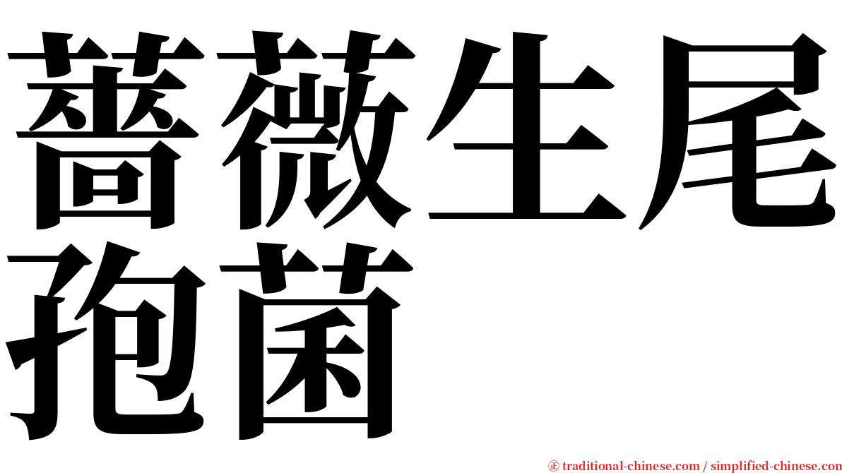 薔薇生尾孢菌 serif font