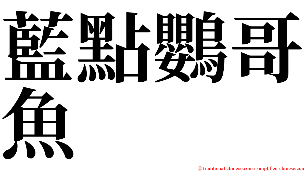 藍點鸚哥魚 serif font