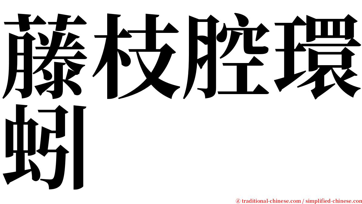 藤枝腔環蚓 serif font