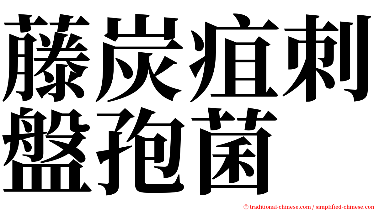 藤炭疽刺盤孢菌 serif font