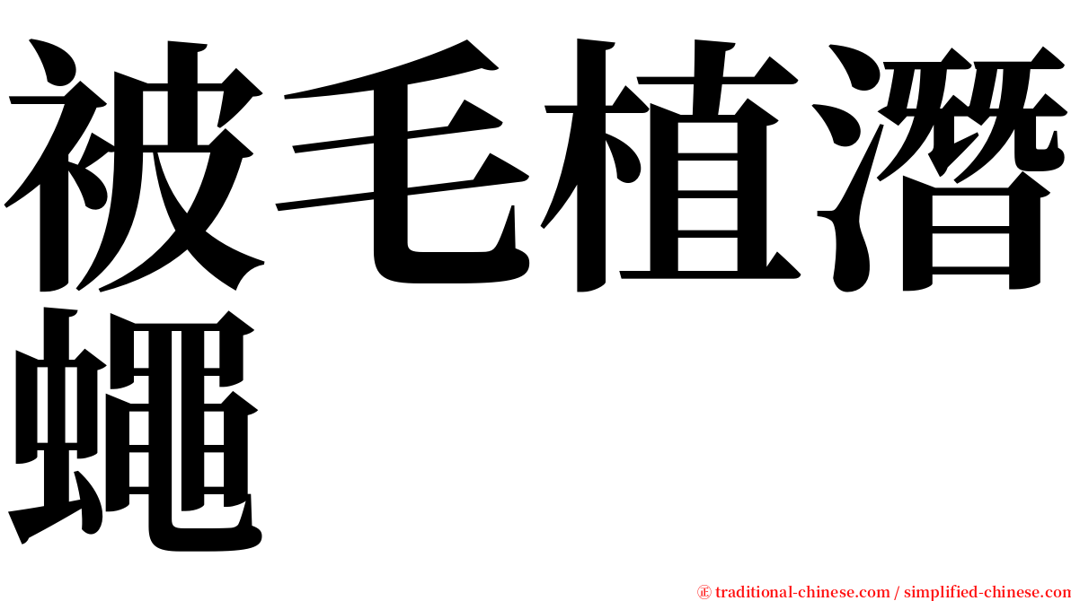 被毛植潛蠅 serif font