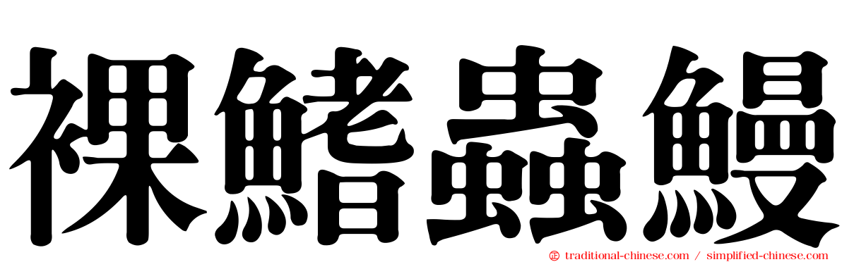 裸鰭蟲鰻