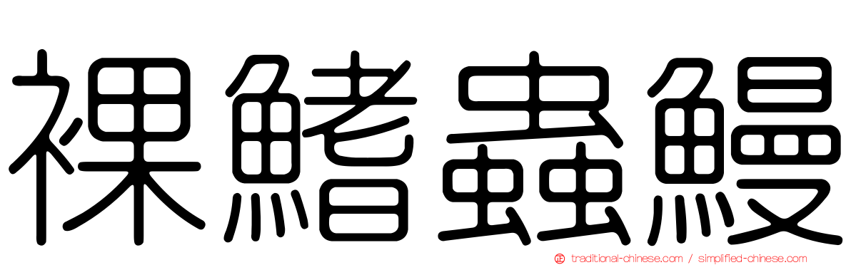 裸鰭蟲鰻