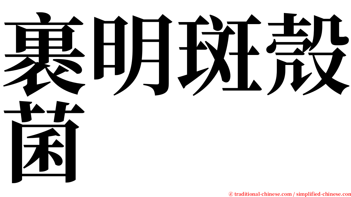 裹明斑殼菌 serif font