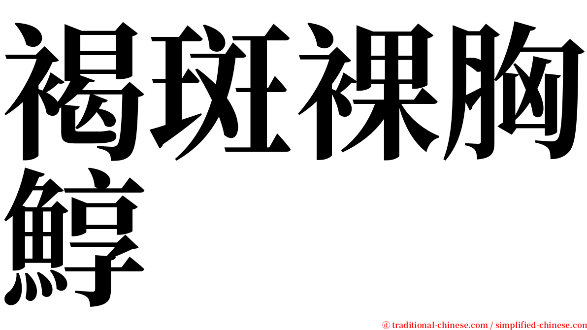 褐斑裸胸鯙 serif font