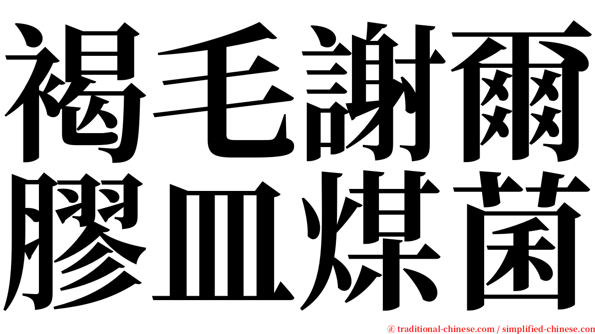 褐毛謝爾膠皿煤菌 serif font