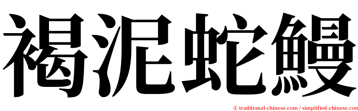 褐泥蛇鰻 serif font