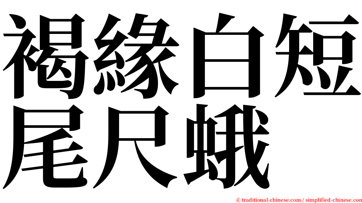 褐緣白短尾尺蛾 serif font