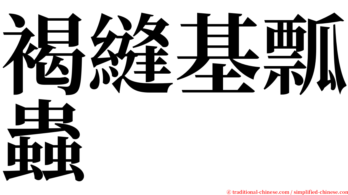 褐縫基瓢蟲 serif font